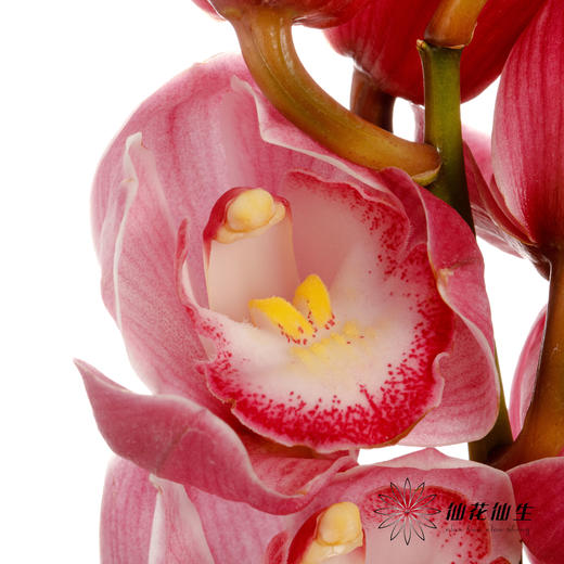 兰花 | 大花蕙兰朝阳 商品图5