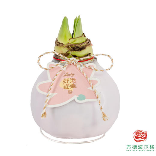 粉白花-好运莲莲 石蜡朱顶红（不用浇水） 商品图1