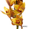 兰花 | 大花蕙兰漫月【轻微瑕疵 折痕 色差 不售后，介意者慎拍】 商品缩略图1