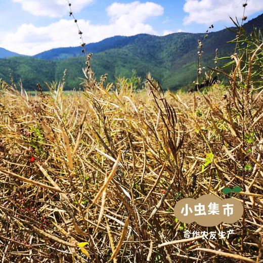 高原生态菜籽油（精炼油） 1.5L/2.5L | 合作农友生产，产自云南香格里拉，生产者：李忠青 *【公平贸易农人定价】 商品图9