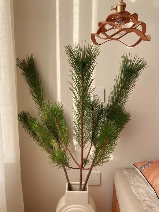 同城甄选日本进口花材马尾松鲜切枝条一支 商品图3