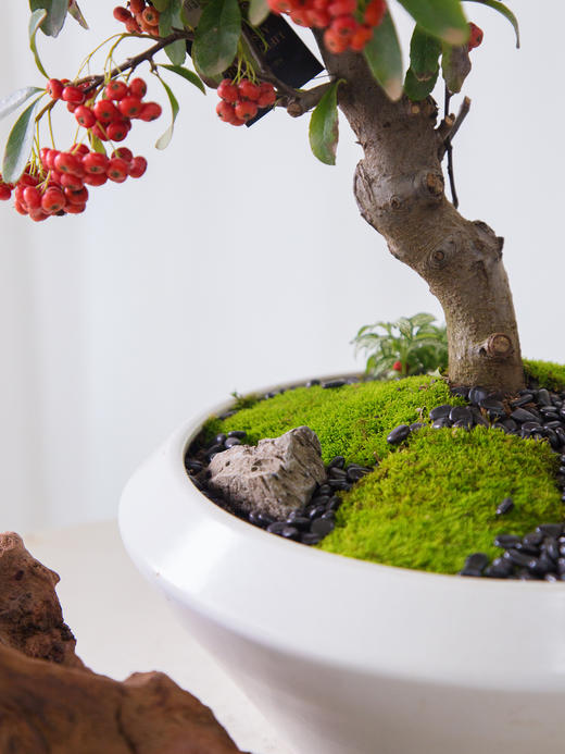 白色盆满堂红 商品图2