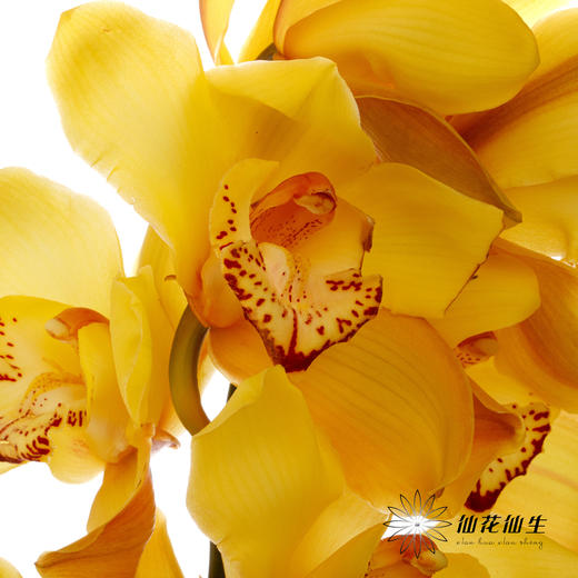 兰花 | 大花蕙兰大富贵【轻微瑕疵 折痕 色差 不售后，介意者慎拍】 商品图3