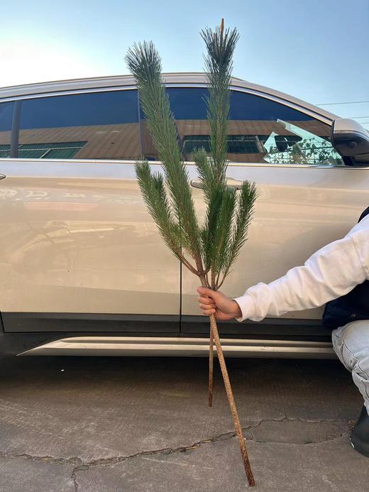 同城甄选日本进口花材马尾松鲜切枝条一支 商品图8