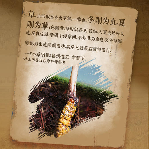 雷允上西藏甲级冬虫夏草10g/盒（-40） 商品图1