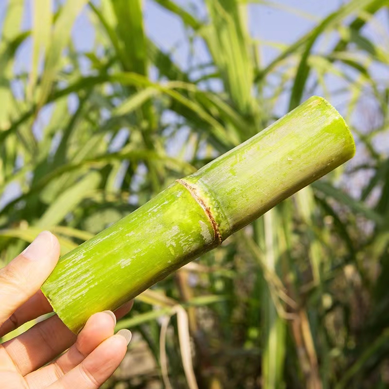 【水果甘蔗】饱满多汁 清脆爽口 甜而不腻 易嚼多汁 蔗香味甘 脆而不硬 汁水充盈 2种规格任选