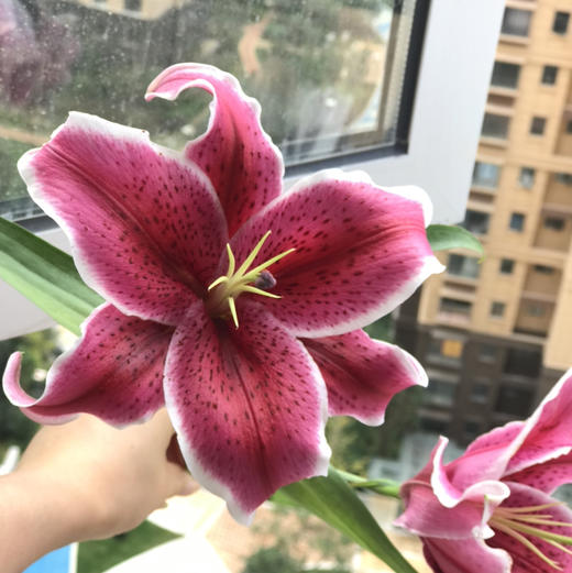 百合·黑美人 商品图1