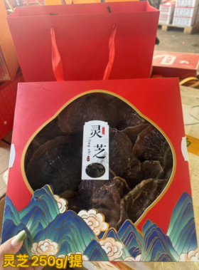 灵芝