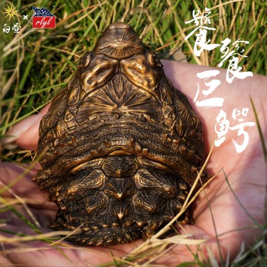 “饕餮巨鳄” 青铜大鳄 摆件模型龟主题周边 磁吸拆分 ★rlyl x 白昼 联名 官方正版【48小时发货】 商品图3