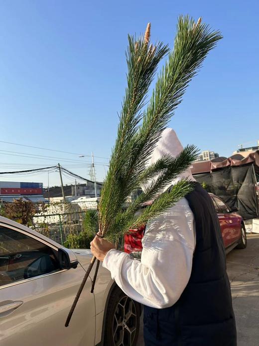 同城甄选日本进口花材马尾松鲜切枝条一支 商品图4