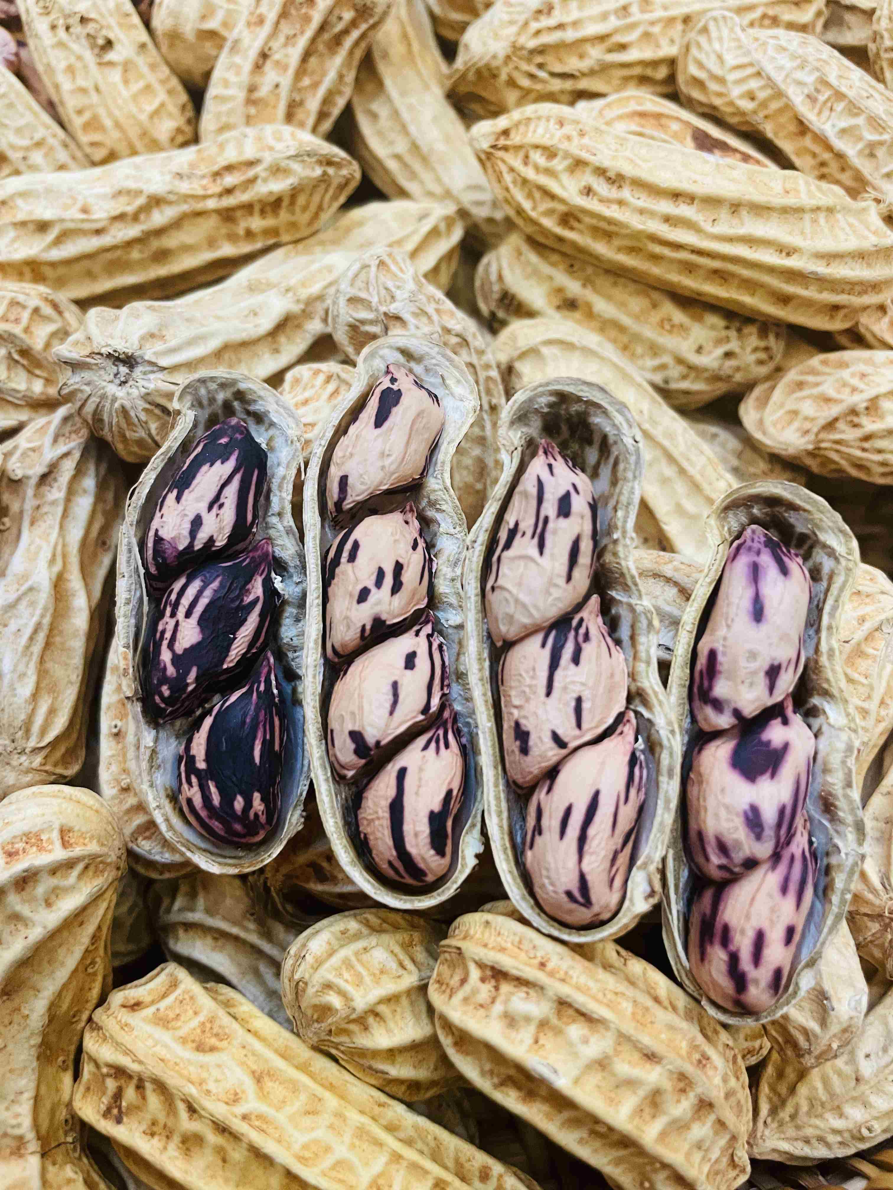 云南七彩水果花生+黑花生