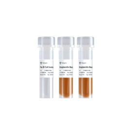 Mouse Pan B Cell Isolation Kit