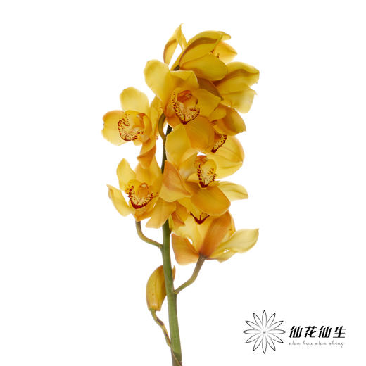 兰花 | 大花蕙兰大富贵【轻微瑕疵 折痕 色差 不售后，介意者慎拍】 商品图4