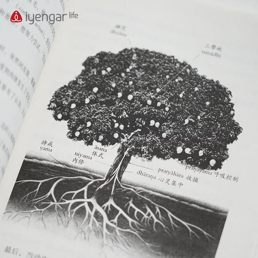 艾扬格Life 瑜伽之树 第3版 [印]B.K.S.艾扬格 著 瑜伽界泰斗的经典著作 商品图6