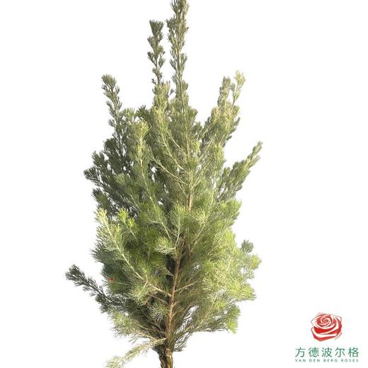 羊毛松 商品图0