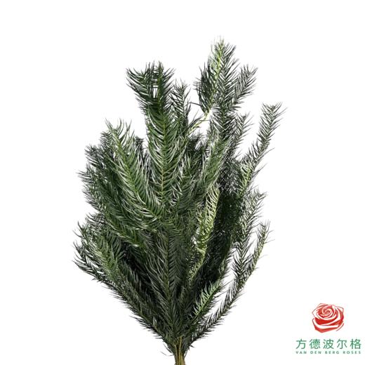 沙松10枝一扎 商品图1