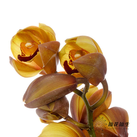 兰花 | 大花蕙兰漫月【轻微瑕疵 折痕 色差 不售后，介意者慎拍】 商品图4