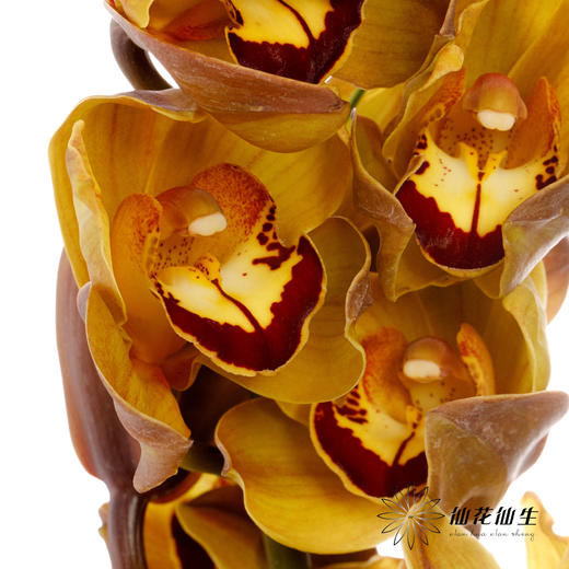 兰花 | 大花蕙兰漫月【轻微瑕疵 折痕 色差 不售后，介意者慎拍】 商品图5