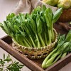 放心鸡毛菜 约200g/袋 安全安心可追溯 伊藤自有品牌 商品缩略图0