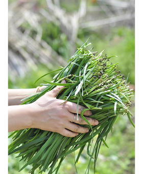 首农有机紫根韭菜，味道浓郁，有机韭菜叶子不宽，粗细不均匀，包饺子绝绝子，不出水，一份1斤