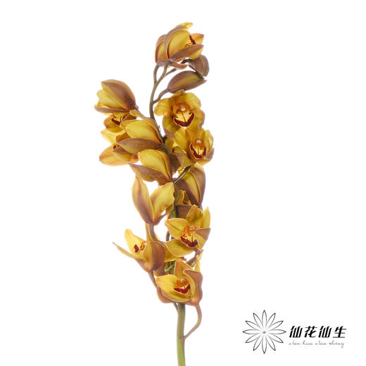 兰花 | 大花蕙兰漫月【轻微瑕疵 折痕 色差 不售后，介意者慎拍】 商品图2