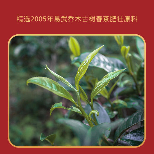 2024年有福同享焖壶套装熟茶2005年易武老树熟散+1000ml焖壶+2个转运杯 商品图2