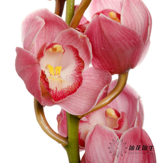 兰花 | 大花蕙兰朝阳 商品图2