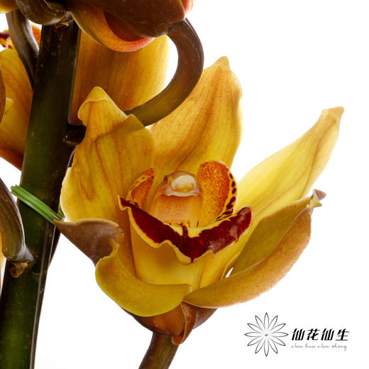 兰花 | 大花蕙兰漫月【轻微瑕疵 折痕 色差 不售后，介意者慎拍】 商品图6