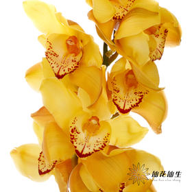 兰花 | 大花蕙兰大富贵【轻微瑕疵 折痕 色差 不售后，介意者慎拍】