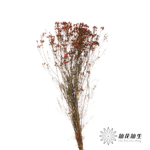 配花 | 平头腊梅车厘子色 商品图1