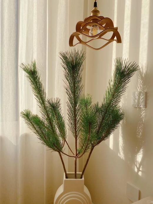 同城甄选日本进口花材马尾松鲜切枝条一支 商品图1