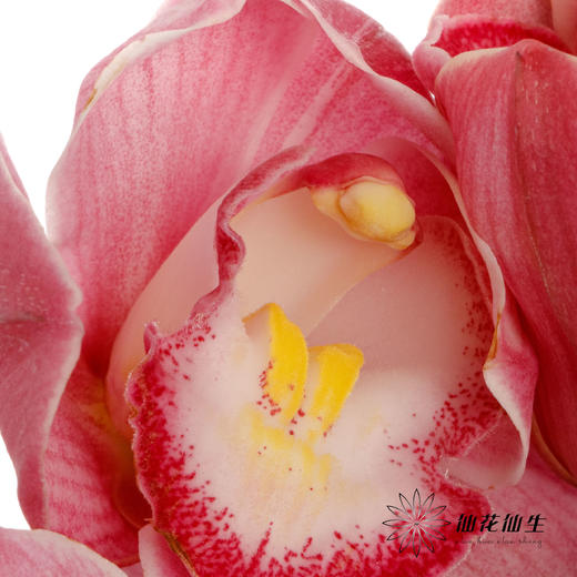 兰花 | 大花蕙兰朝阳 商品图3