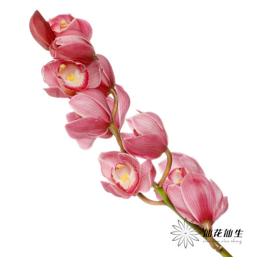 兰花 | 大花蕙兰朝阳 商品图4