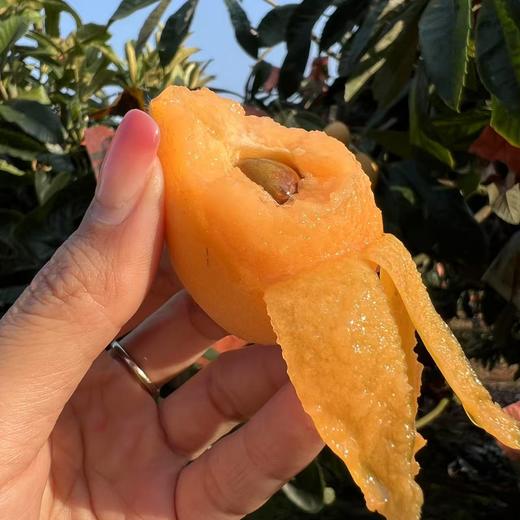 【果蔬精选】云南蜜露长虹枇杷 核心产区蒙自芷村天然水库果园生长 树上自然熟 30年老树结果 高山坡地套袋种植 不打农药 不催熟 肉厚纯甜 一口爆汁 商品图5