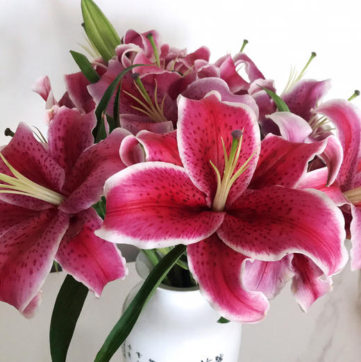 百合·黑美人 商品图0