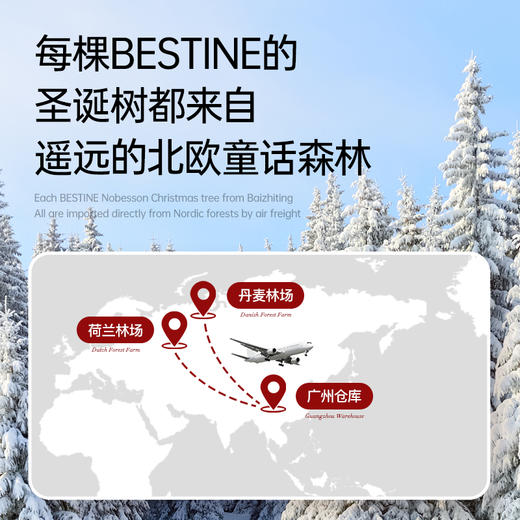 VBEINGS花语 圣诞礼物迪士尼进口诺贝松圣诞树鲜活松枝家居摆件 商品图4