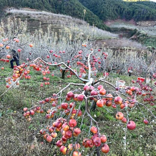 云南雪山冰糖心丑苹果 商品图6