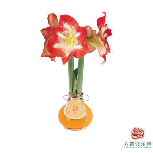 红白花-福禄双全 石蜡朱顶红（不用浇水） 商品图0