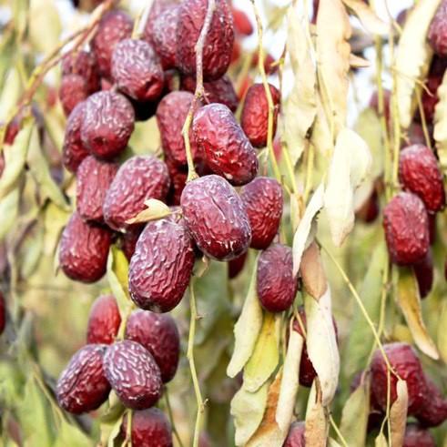 石家庄优选仓库速达，新疆 • 若羌灰枣-自然吊干，枣型椭圆而饱满， 肉质紧实 有弹性 干度大 甜度高  净重3.5斤礼盒装 商品图1