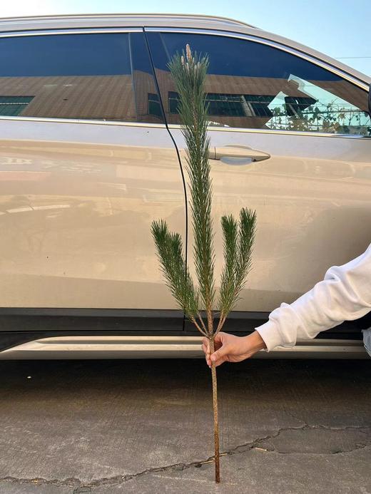 同城甄选日本进口花材马尾松鲜切枝条一支 商品图7