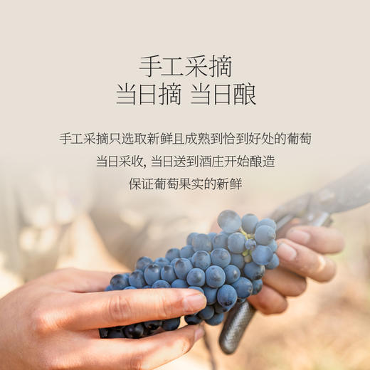 西鸽N50干红葡萄酒 （熊猫定制款） 商品图4