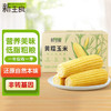 新主良黄糯玉米 3.2斤(200g*8根) 东北甜黏玉米棒低脂早餐苞米真空包装 /粮油调味 /杂粮 /谷米类 商品缩略图3