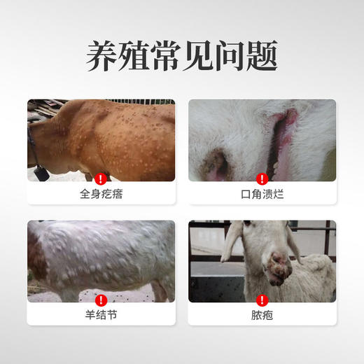 兽用牛羊结节康全身疙瘩起痘口蹄溃烂消瘦反刍动物孕畜可用 商品图1
