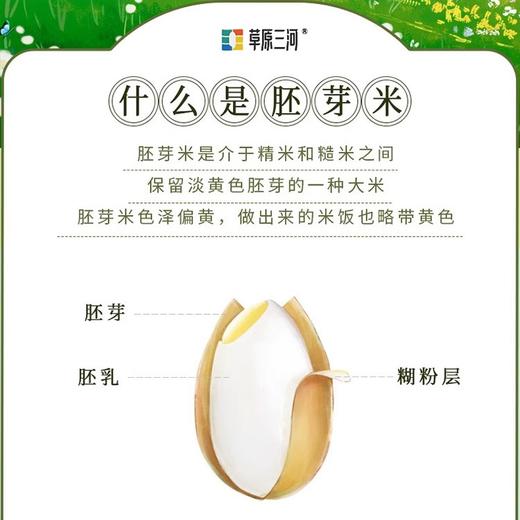 【内蒙古草原 乳香米 胚芽米】羊肥滋养的土地，灌溉大兴安岭天然水，大米口感软糯回甘回甜，全家人的健康米 商品图5