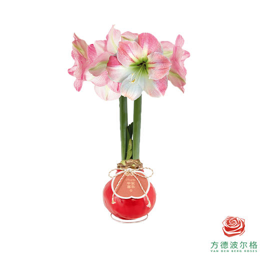 粉白花-平安喜乐 石蜡朱顶红（不用浇水） 商品图0