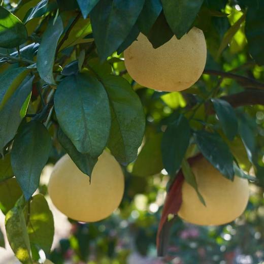 010马家柚  【柚界贵族】【明清贡品】高番茄红素 柚香清新宜人 红色果肉  多汁爽口 清甜回甘【天生皮厚】一柚三吃 商品图8