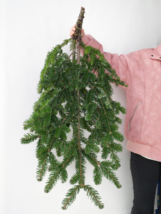 【圣诞欢愉.AB级国产诺贝松】1支/份 长约70-75cm（不含图片中的挂件） 商品图4