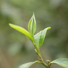 云南单伟的野放茶 商品缩略图0