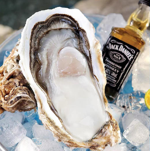 正宗乳山蚝王 | 精选鲜活肥美生蚝 6-8两/只 无污染海域养殖 蚝肉饱满有弾性 口感嫰滑鲜美 顺丰鲜活直达 生蚝 商品图6