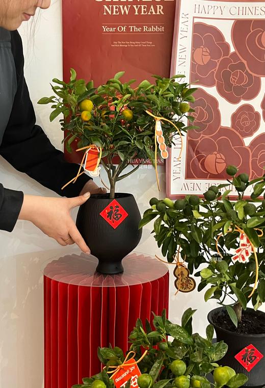 吉日良辰 · 金桔盆栽 商品图5